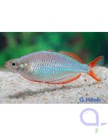 Diamant-Regenbogenfisch - Melanotaenia praecox 