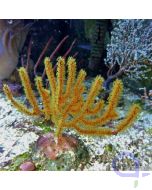 Menella sp. - Gelbe Farbform