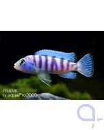 Blauer Malawisee Buntbarsch - Maylandia zebra