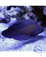 Calloplesiops argus - Phantom Mirakelbarsch