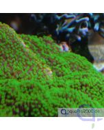 Montipora hoffmeisteri