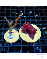 Korallenset - Montipora - Red Bubblegum