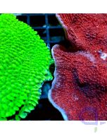 Montipora - Korallenset - Detail