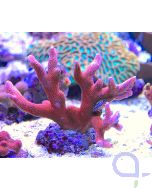 Montipora rot L