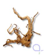 Rote Moorwurzel - Ansicht