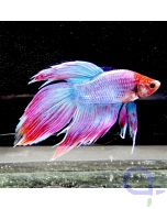 Kampffisch Veiltail  Pink