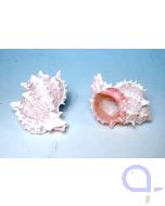 Purpurschnecke - (Murex / Hexaplex sp) Schneckenhaus 9-11 cm