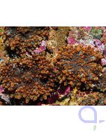 Ricordea yuma orange