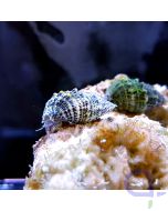 Cerithium caeruleum Nadelschnecke