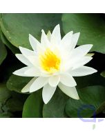 Seerose Weiß - Nymphaea Marliacea Albida