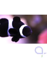 Amphiprion ocellaris black - Schwarzer Falscher Clown - Anemonenfisch