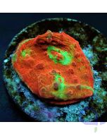 Oxypora lacera Ultra Chalice