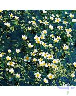 Ranunculus aquatilis - Wasserhahnenfuss