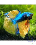 Kampffisch Halfmoon - Mustard - Betta splendens *15