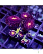 Zoanthus - Purple Panther