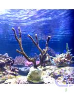 Montipora digitata - Oliv-Braun M