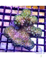 Pocillopora damicornis Grün Gelb 