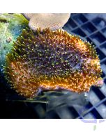 Sarcophyton - Spezial