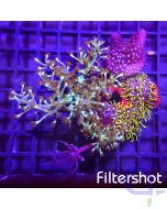 Weichkorallen Garten #86