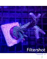Acropora Blue Staghorn