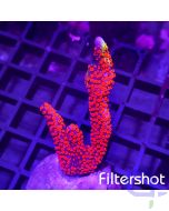 Montipora - Bubblegum
