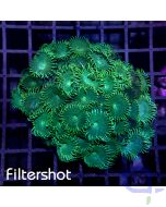 Zoanthus Green People Eater - Ableger