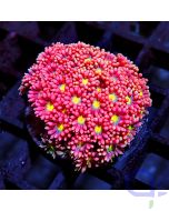 Goniopora - Pink Multicolor Premium