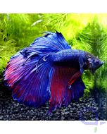 Kampffisch Halfmoon Blau-Lila - Männchen - Betta splendens