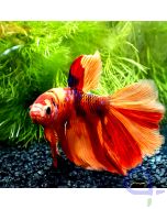 Kampffisch Halfmoon - Blue Dot Nemo  - Betta splendens