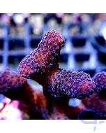 Stylophora - Lila - Detail