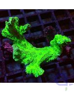 Hydnophora exesa - Glowing - Filter