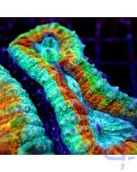 Lobophyllia - Rainbow Trio - Detail