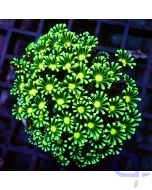 Alveopora - Green Yellow - Filter