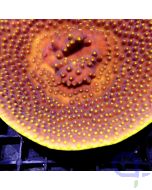 Turbinaria reniformis - Gold Polyp