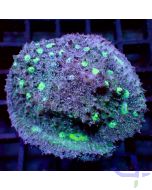 Echinophyllia - Blue Atlantis - Filter