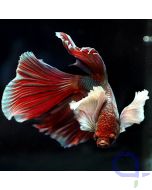 Kampffisch Halfmoon Dumbo - Weiß Rot - Betta splendens *26