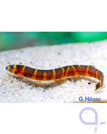 Geflecktes Dornauge - Pangio kuhli