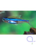 Blauer Neon - Paracheirodon simulans - blauer Neonsalmler