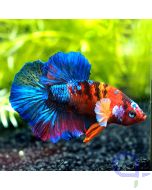 Kampffisch Plakat Koi blau rot