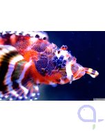 Dendrochirus biocellatus - Pfauenaugen-Zwergfeuerfisch