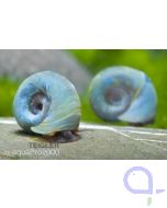 Planorbella duryi blau - Blaue Posthornschnecke