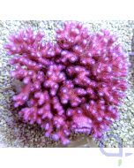 Pocillopora damicornis Pink