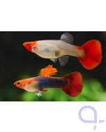 Guppy Red Nose Tuxedo-Blau - Red Cap Brazil - Paar - Poecilia reticulata