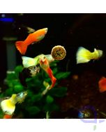 Guppy Mix Deutschland - 3 Männchen - Poecilia reticulata