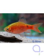 Pethia Puntius conchonius 