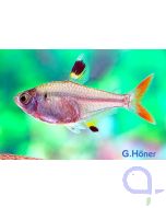 Sternflecksalmler - Pristella maxillaris