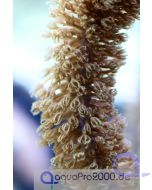 Pseudoplexaura sp. - Hornkoralle Details