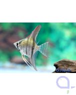 Skalar - Pterophyllum scalare - Naturform