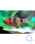 Purpurkopfbarbe - Puntius nigrofasciatus