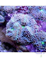 Ricordea florida türkis